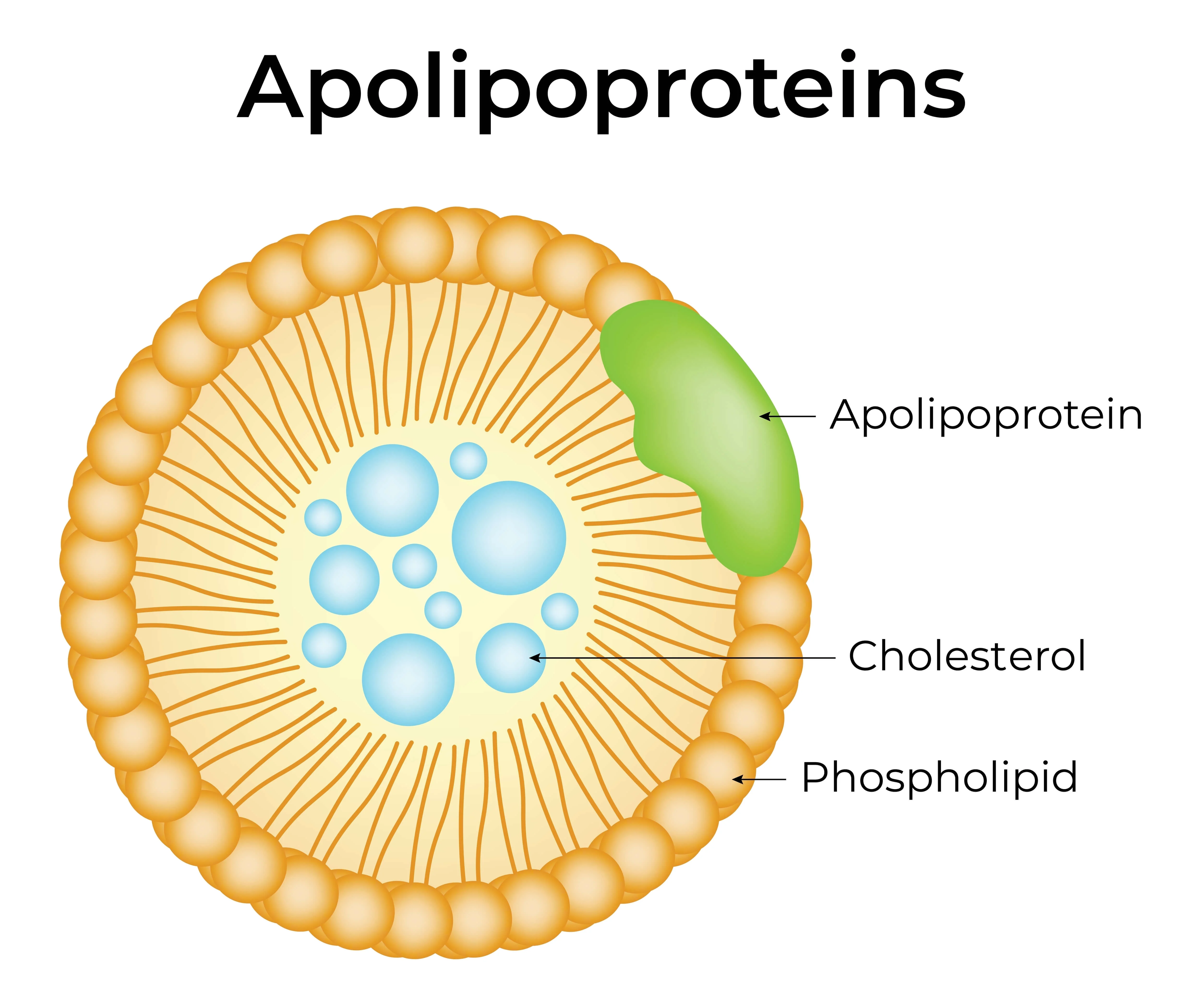 What is ApoB | https://www.harleystreet.sg/