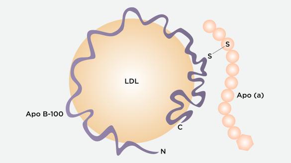 Lipoprotein (a)